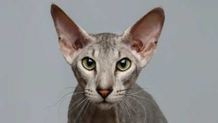 Peterbald: a macskafajta, a természet és a tartalom leírása