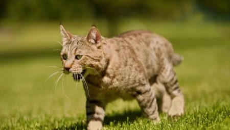Pixybob: caractéristiques de la race de chats et leurs conditions