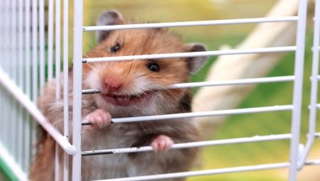 Pourquoi un hamster ronge-t-il une cage et comment le sevrer?
