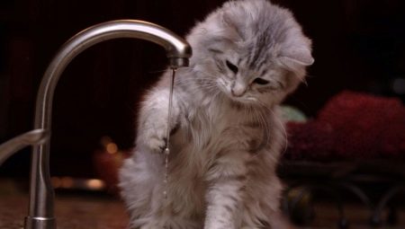 Pourquoi les chats ont-ils peur de l'eau?