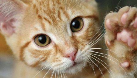 Pourquoi les chats nous piétinent-ils?