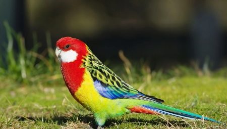 Perroquet Rosella: description, types, règles de contenu