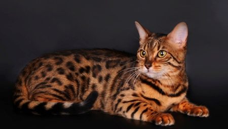 Races de chats et de chats bringé couleur et leur contenu