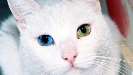 Races de chats avec des yeux de différentes couleurs et leur santé particulière