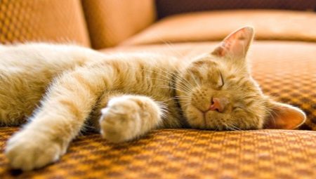 Durée et habitudes de sommeil du chat
