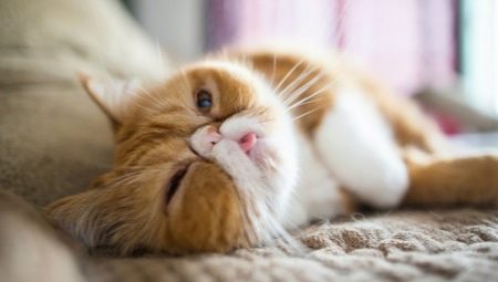 L'origine de la race exotique de chats, soins et élevage