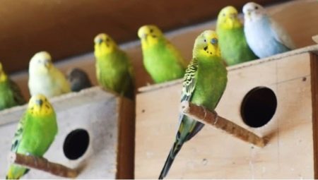 Élevage de perroquets ondulés à la maison