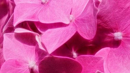 Couleur rose en psychologie