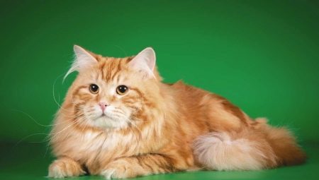Chats de Sibérie: caractéristiques de la race et contenu