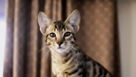 Les chats les plus chers du monde