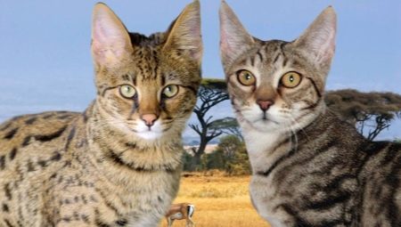 Serengeti: une description de la race de chats, en particulier le contenu