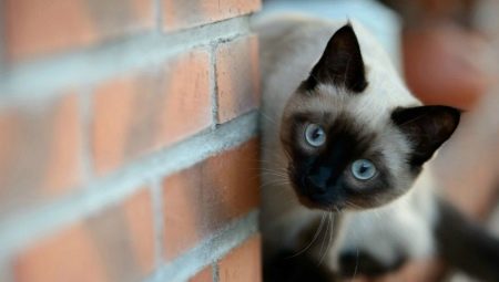 Les chats siamois: caractéristiques et caractère