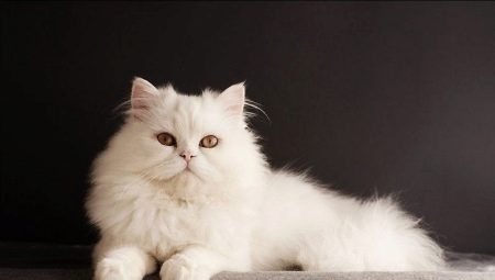 Chats Sibériens de couleur blanche: description de la race et particularités des soins