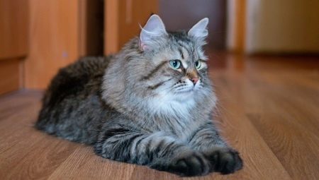 Chats Sibériens de couleur grise: caractéristiques et caractéristiques de soins