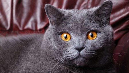 How many years live British cats and cats?