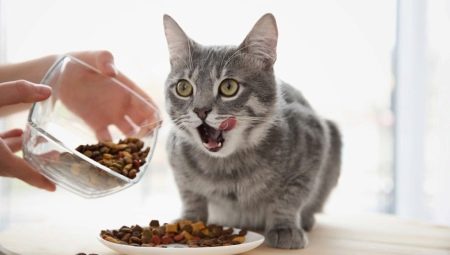 Combien de fois par jour faut-il nourrir un chat et de quoi dépend-il?