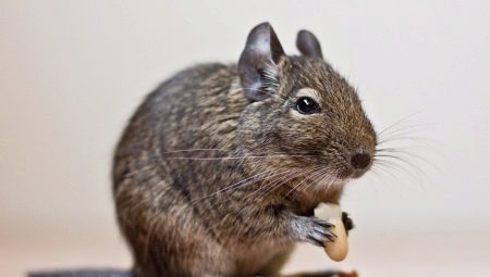 Combien de degu vivent et de quoi dépend-il?