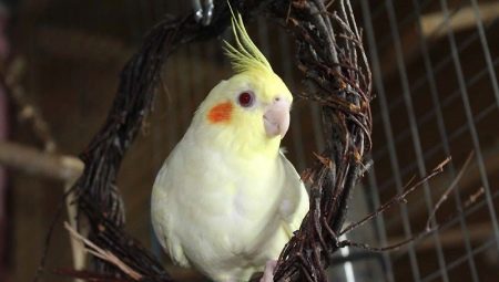 Mennyi ideig él a Corella?