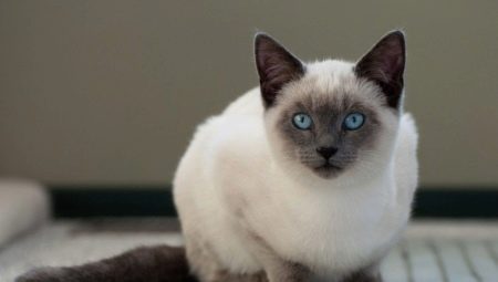 Combien de chats siamois vivent et de quoi dépend-il?