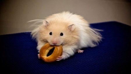 Le contenu du hamster syrien à la maison