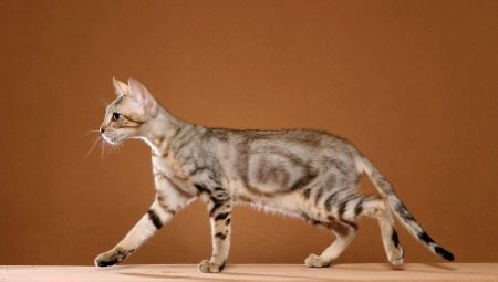 Sokok: description de la race de chats, en particulier du contenu et du choix des surnoms
