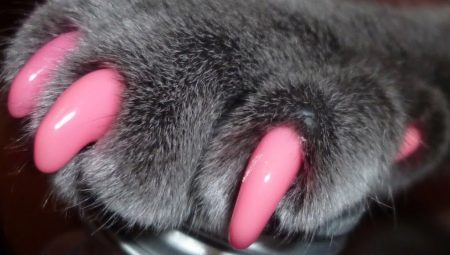Conseils pour le choix et mode d'emploi anti-rayures pour chat