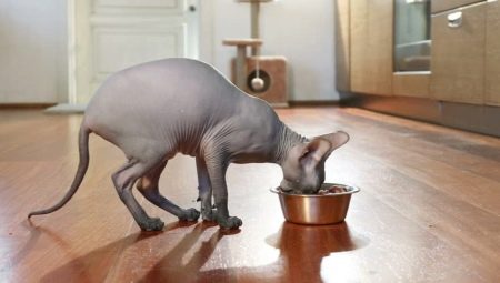 Tips for choosing food for sphinx cats