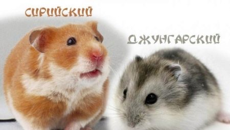Dzungarian és szíriai hörcsögök összehasonlítása