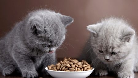 Premium aliments secs pour chatons