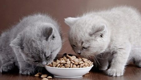 Nourriture sèche pour chatons: conseils pour bien choisir et caractéristiques d'utilisation