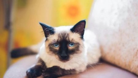 Options de couleur pour les chats thaïlandais