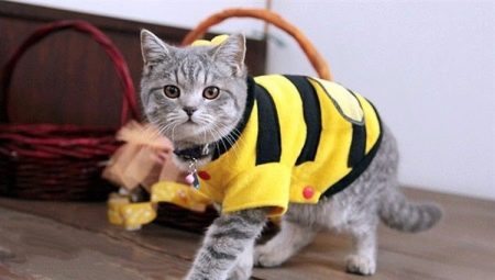 Types, choix et utilisation de couvertures pour chats et chats