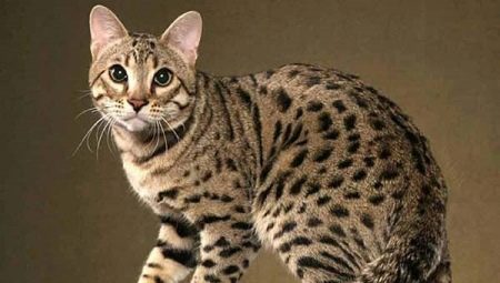 Tous, qui ont besoin de savoir sur la race de chats Allerka