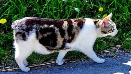 Mindössze annyit kell tudni a macskákról, mint a Manx