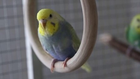 Tout ce que vous devez savoir sur les perroquets arc-en-ciel