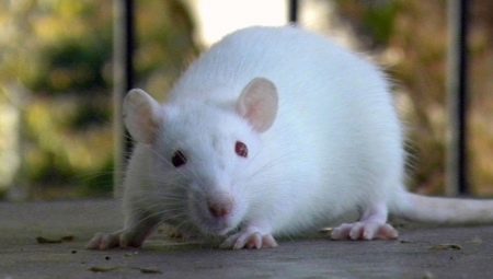 Tout sur les rats blancs