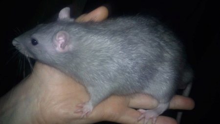 Tout sur les rats bleus