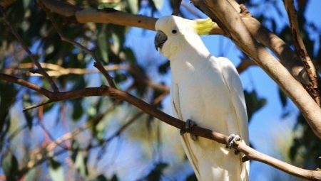Minden a cockatoo-ról