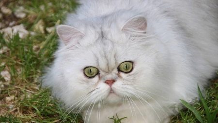 Tout sur les chats chinchilla