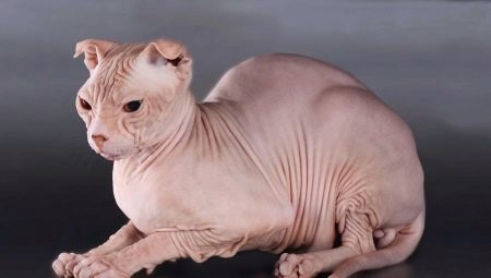 Tout sur les chats de race Ukrainian Levkoy