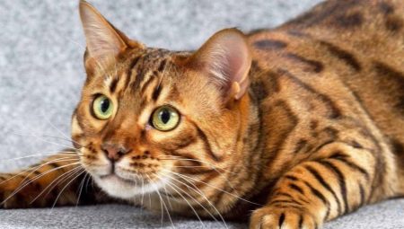 Tout sur les chats du Bengale en marbre