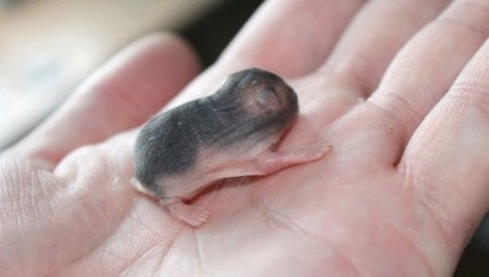 Tout sur les hamsters nouveau-nés