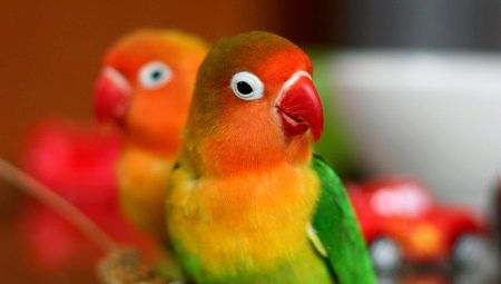 Tout sur les perroquets tourtereaux