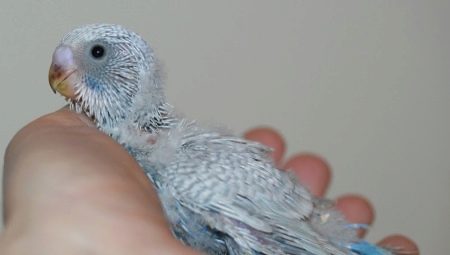 Tout sur les poussins de perruches