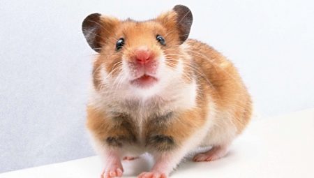 Tout sur le hamster syrien