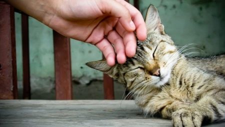 Tout sur l'élevage et la rééducation des chats