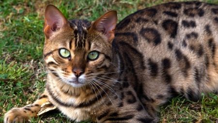 Choisir des noms pour les chats du Bengale