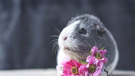 Choisir un nom pour une fille de cochon d'Inde