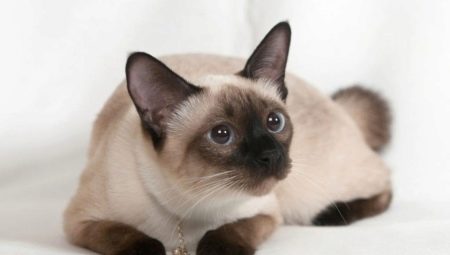 Choisir un nom pour les chats siamois