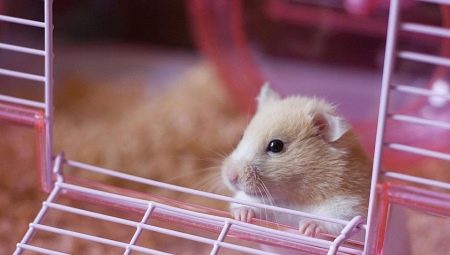 A hörcsögök töltőanyagának kiválasztása
